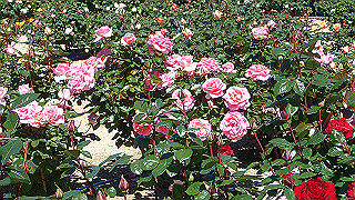p5070761_thumb.jpg