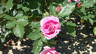 p5070763_thumb.jpg