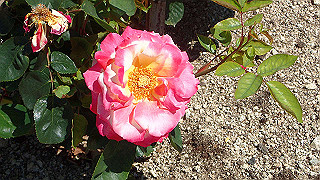 p5070764_thumb.jpg