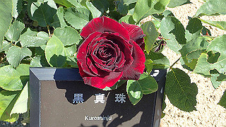 p5070766_thumb.jpg