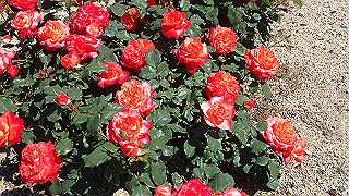 p5070767_thumb.jpg