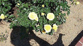p5070768_thumb.jpg