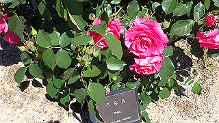 p5070769_thumb.jpg