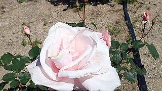 p5070770_thumb.jpg