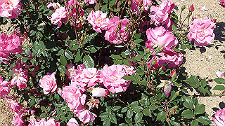 p5070771_thumb.jpg