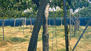 p5261424_thumb.jpg