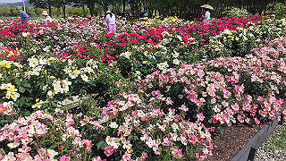 img_4469_thumb.jpg