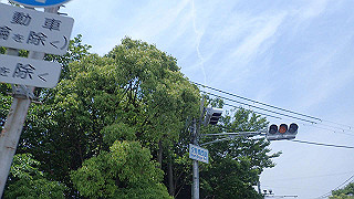 p6011551_thumb.jpg