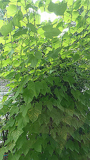 p7201430_thumb.jpg