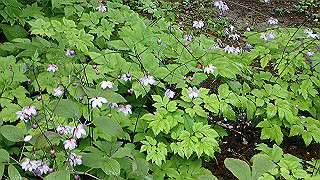 p8290781_thumb.jpg