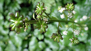 p8290848_thumb.jpg