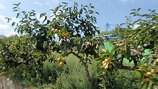 p9300946_thumb.jpg