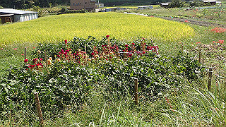 p9300948_thumb.jpg