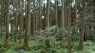 pa070993.mov_thumb.jpg