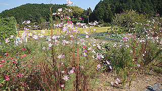 pa100956_thumb.jpg