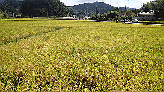 pa101016_thumb.jpg