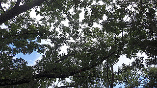 pa101030_thumb.jpg