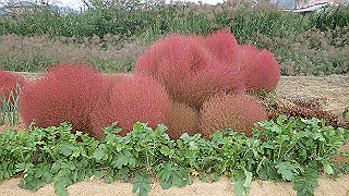 pa101038_thumb.jpg