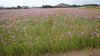 pa101048_thumb.jpg
