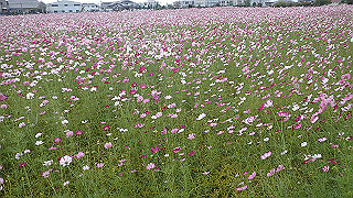 pa101053_thumb.jpg