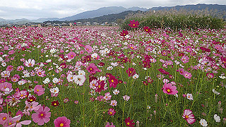 pa101056_thumb.jpg