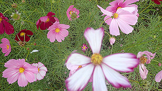 pa101057_thumb.jpg