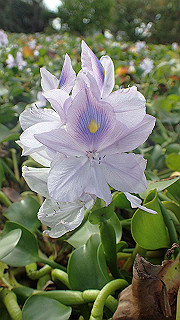pa101067_thumb.jpg