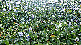 pa101070_thumb.jpg