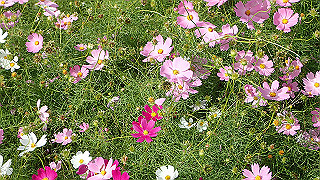 pa201046_thumb.jpg