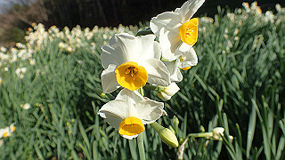 p1090036_thumb.jpg