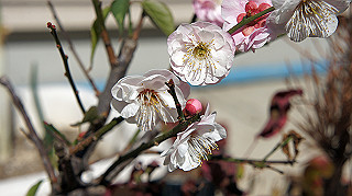 dsc02353_thumb.jpg