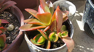 dsc02359_thumb.jpg