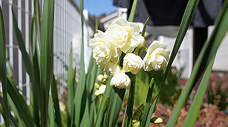 dsc02362_thumb.jpg