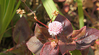 dsc02364_thumb.jpg