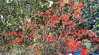 dsc02365_thumb.jpg