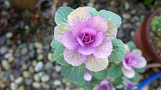 dsc02371_thumb.jpg