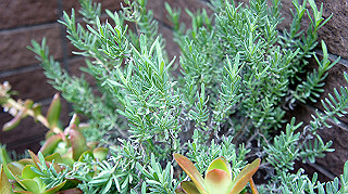 dsc02378_thumb.jpg