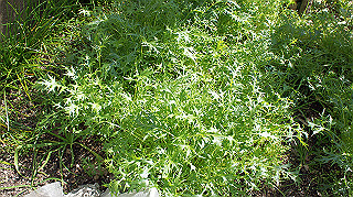 dsc02382_thumb.jpg