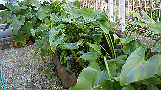 dsc02386_thumb.jpg