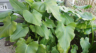 dsc02387_thumb.jpg