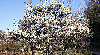 dsc02414_thumb.jpg
