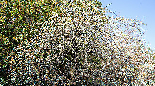 dsc02415_thumb.jpg