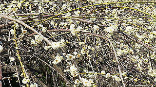 dsc02417_thumb.jpg