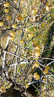 dsc02418_thumb.jpg