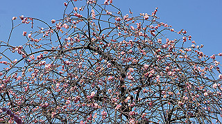 dsc02424_thumb.jpg