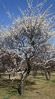 dsc02429_thumb.jpg