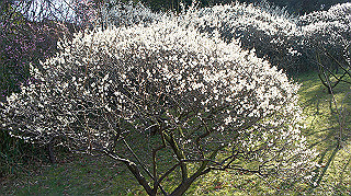 dsc02432_thumb.jpg