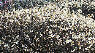 dsc02433_thumb.jpg