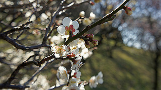 dsc02437_thumb.jpg