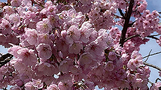 20200326_015031681_ios_thumb.jpg